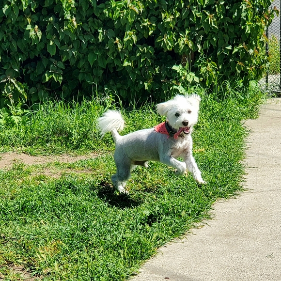 Angel - Picture 5 of 5